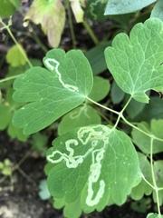 Phytomyza minuscula group