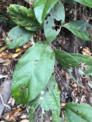 Mallotus claoxyloides