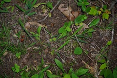 Dichanthelium villosissimum