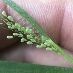 Dichanthelium villosissimum