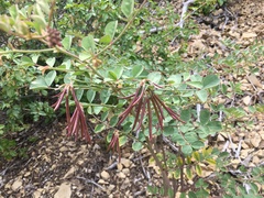 Hosackia crassifolia