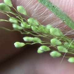 Dichanthelium villosissimum