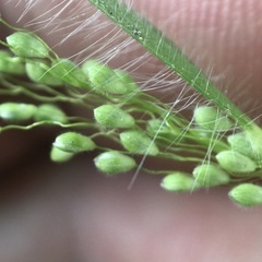 Dichanthelium villosissimum