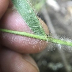 Dichanthelium villosissimum