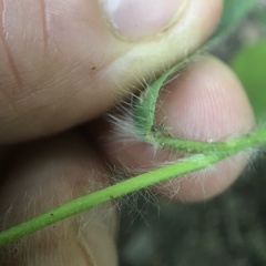 Dichanthelium villosissimum