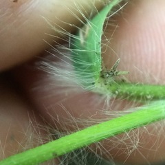 Dichanthelium villosissimum