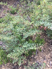 Hosackia crassifolia