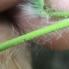 Dichanthelium villosissimum