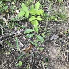 Dichanthelium villosissimum