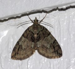 Hydriomena renunciata