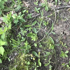 Dichanthelium villosissimum