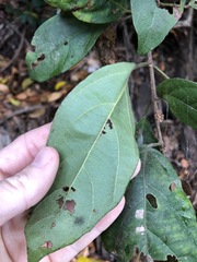 Mallotus claoxyloides