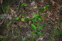 Dichanthelium villosissimum
