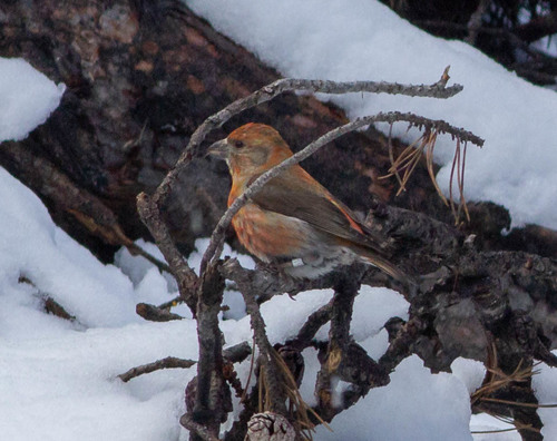 Cassia Crossbill (Loxia sinesciuris), photo 9
