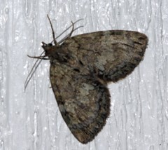 Hydriomena divisaria