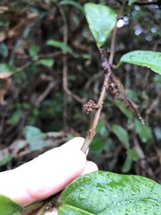 Mallotus claoxyloides