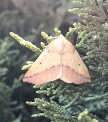 Neoterpes edwardsata