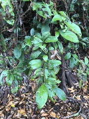 Mallotus claoxyloides