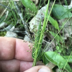 Dichanthelium sphaerocarpon