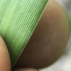 Dichanthelium sphaerocarpon