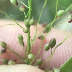 Dichanthelium sphaerocarpon