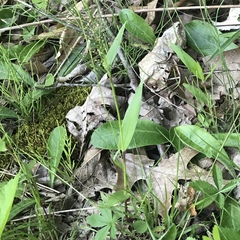 Dichanthelium sphaerocarpon