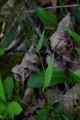 Dichanthelium sphaerocarpon