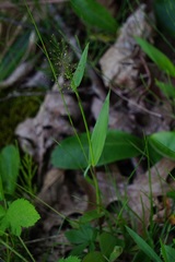 Dichanthelium sphaerocarpon