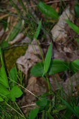 Dichanthelium sphaerocarpon