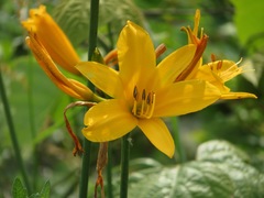 Hemerocallis dumortieri