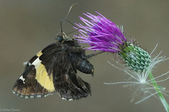 Cirsium carolinianum