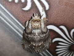Lepidoptera