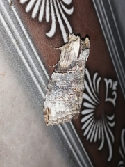 Lepidoptera