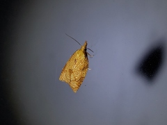 Cenopis reticulatana