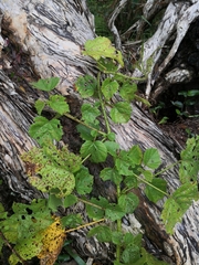 Hibiscus diversifolius