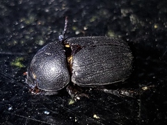 Euetheola