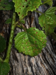 Hibiscus diversifolius