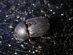 Euetheola
