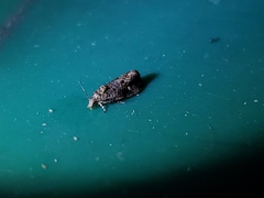 Endothenia