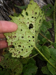 Hibiscus diversifolius