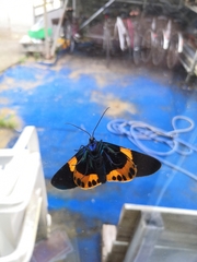 Milionia zonea pryeri