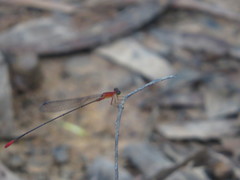 Teinobasis rufithorax