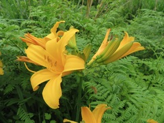Hemerocallis dumortieri