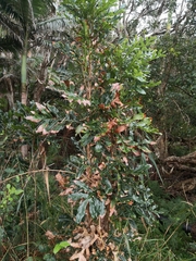 Stenocarpus sinuatus