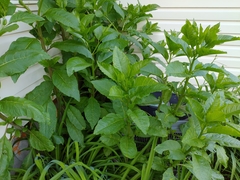 Phytolacca americana