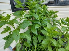 Phytolacca americana