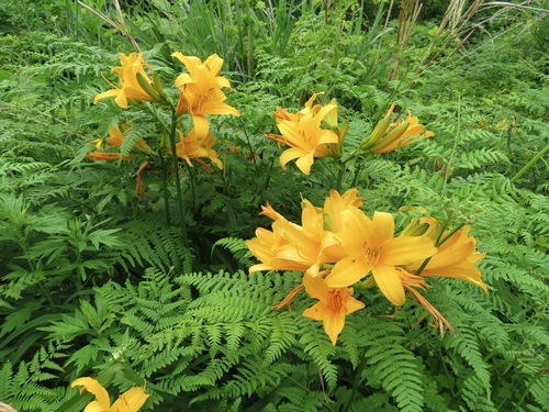Image of Hemerocallis middendorffii by (c) Marco Mussita, some rights reserved (CC BY)