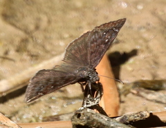 Erynnis meridianus