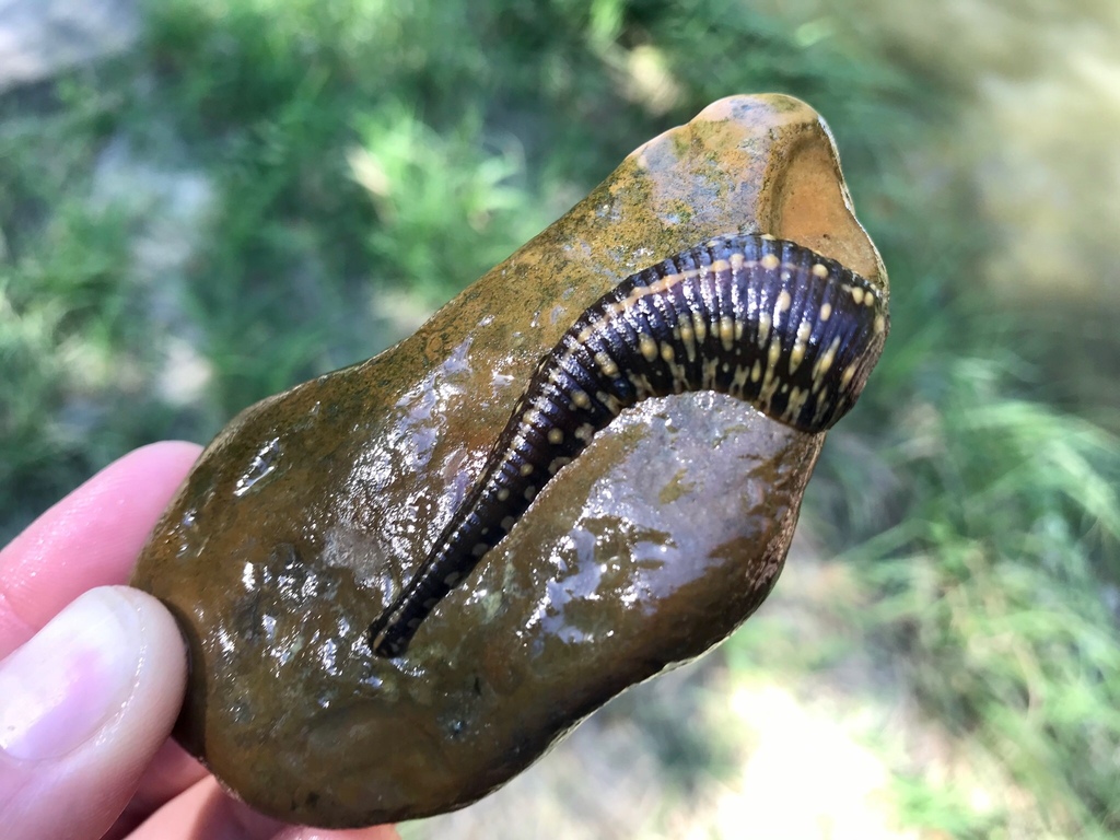 Turtle Leeches Smooth Turtle Leech from Wilbarger Creek, Elgin, TX, US on June 12 ...