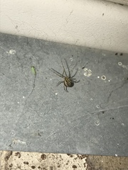 Theridion murarium
